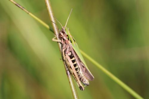 Réf. 215 242 : Omocestus viridulus